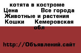 котята в костроме › Цена ­ 2 000 - Все города Животные и растения » Кошки   . Кемеровская обл.